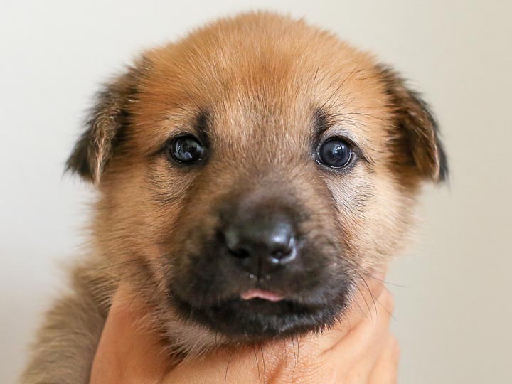 chinook puppy